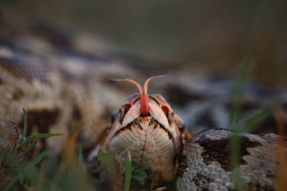 The Forked Tongue Indian Rock Python