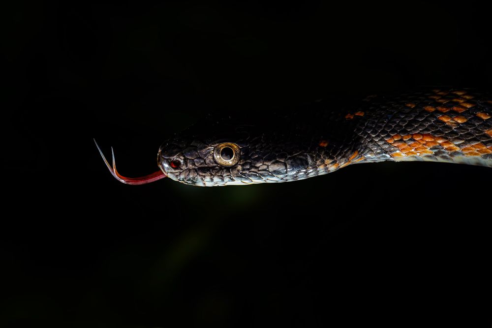Black Headed Royal Snake