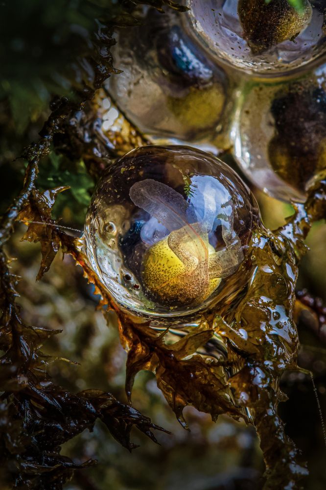 Life in a bubble -Amboli Bush Frog Eggs
