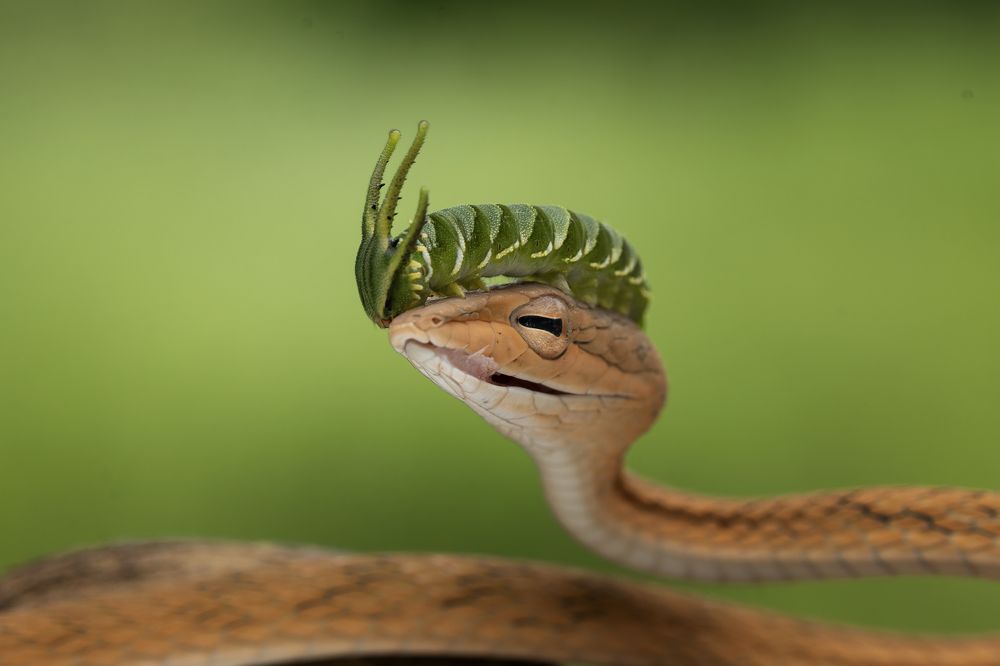 Photograph by Dzulfikri Dzulfikri