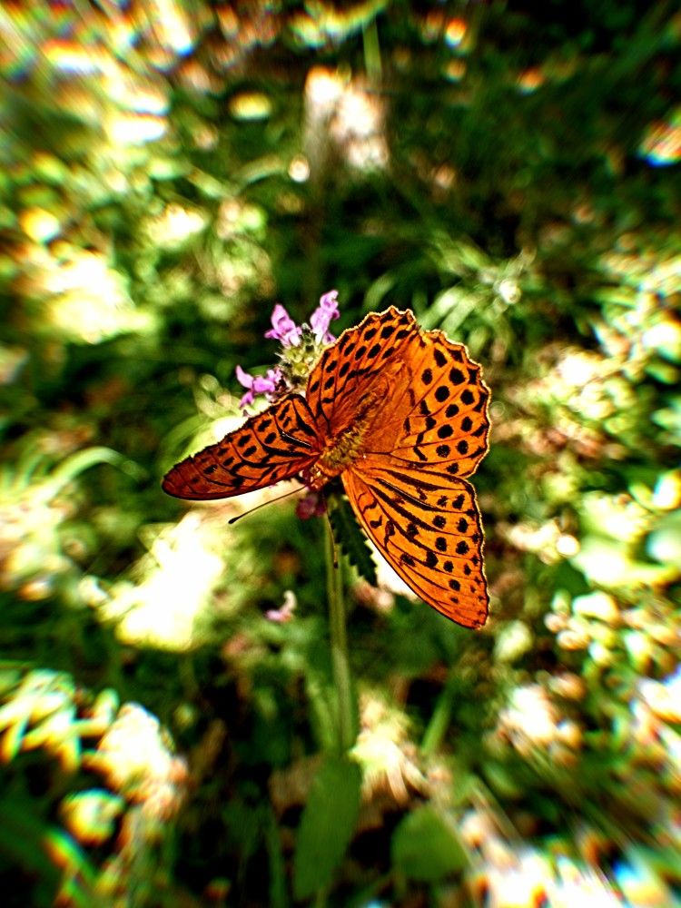 Photograph by Федоренко Элеонора