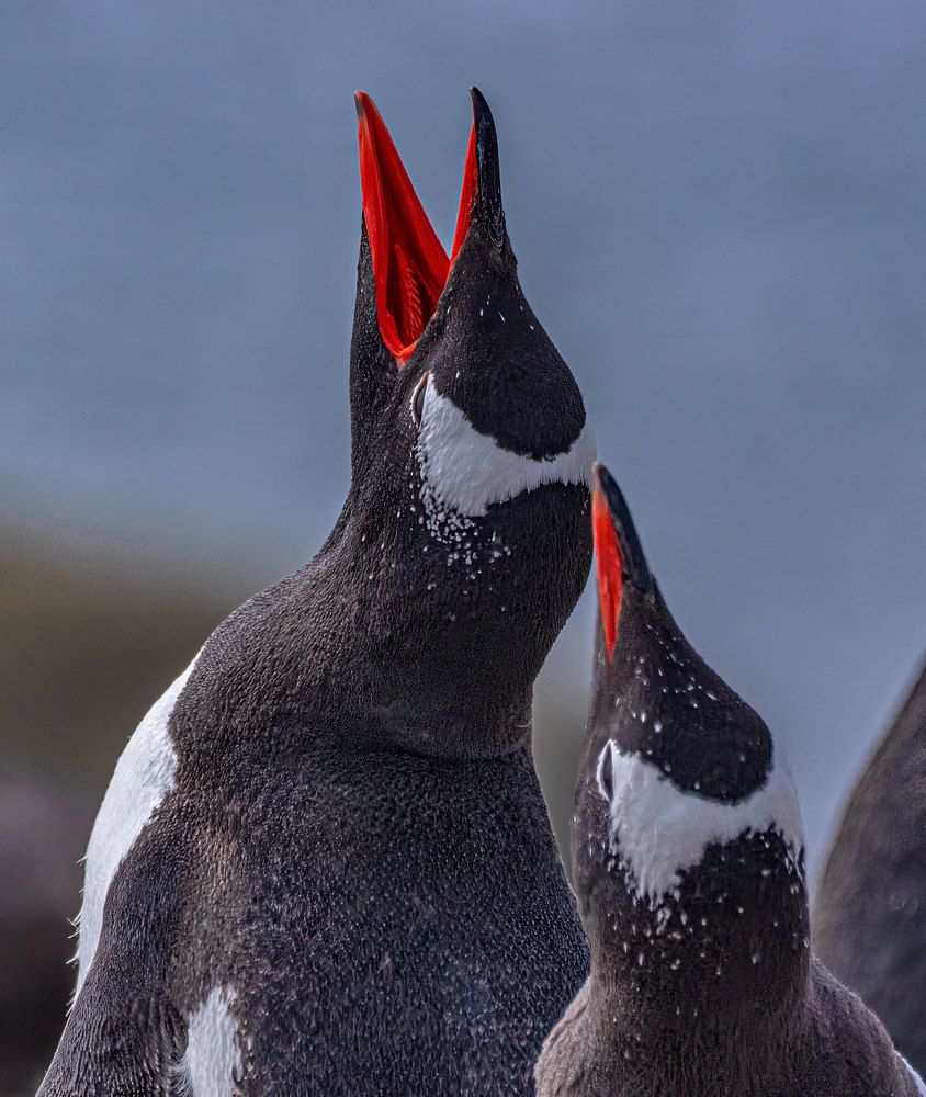 Фотография автора gagarin andrey