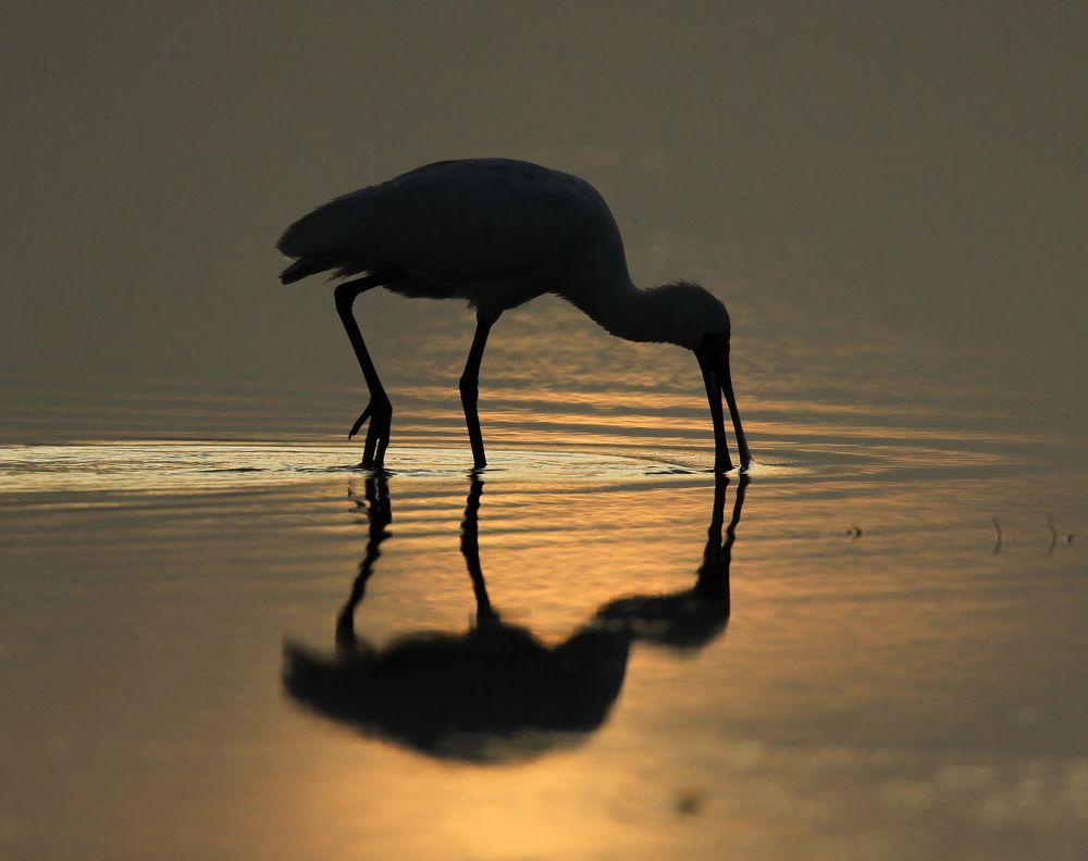 Photograph by Johan Koch