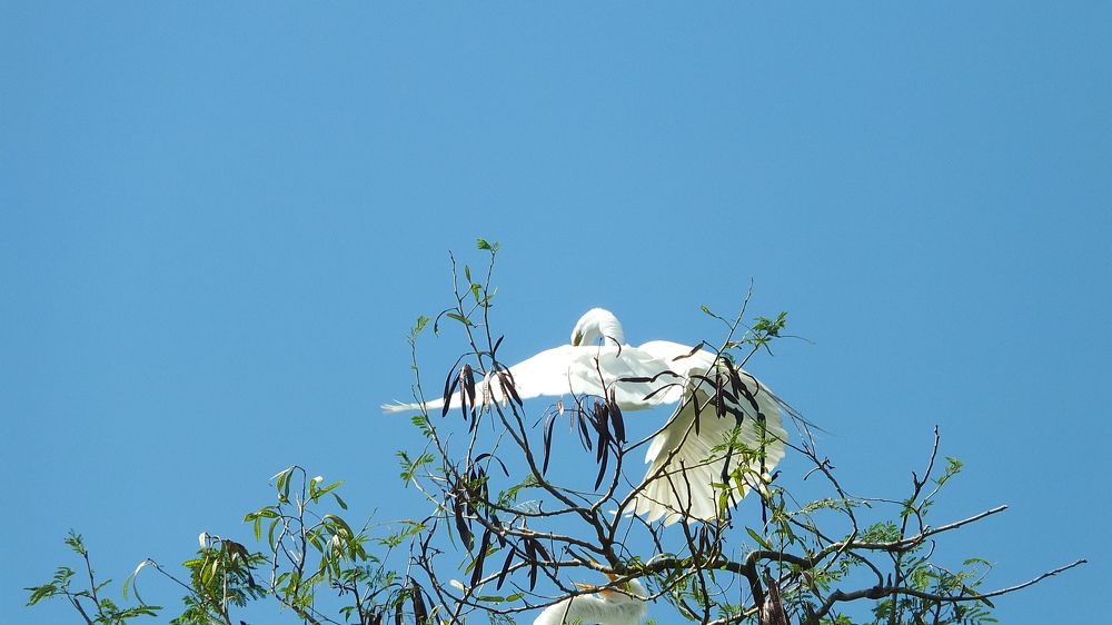 Photo #10429975