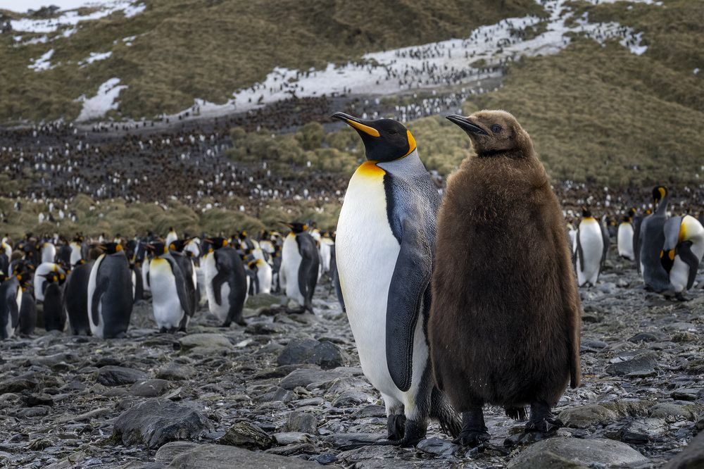 Родственники