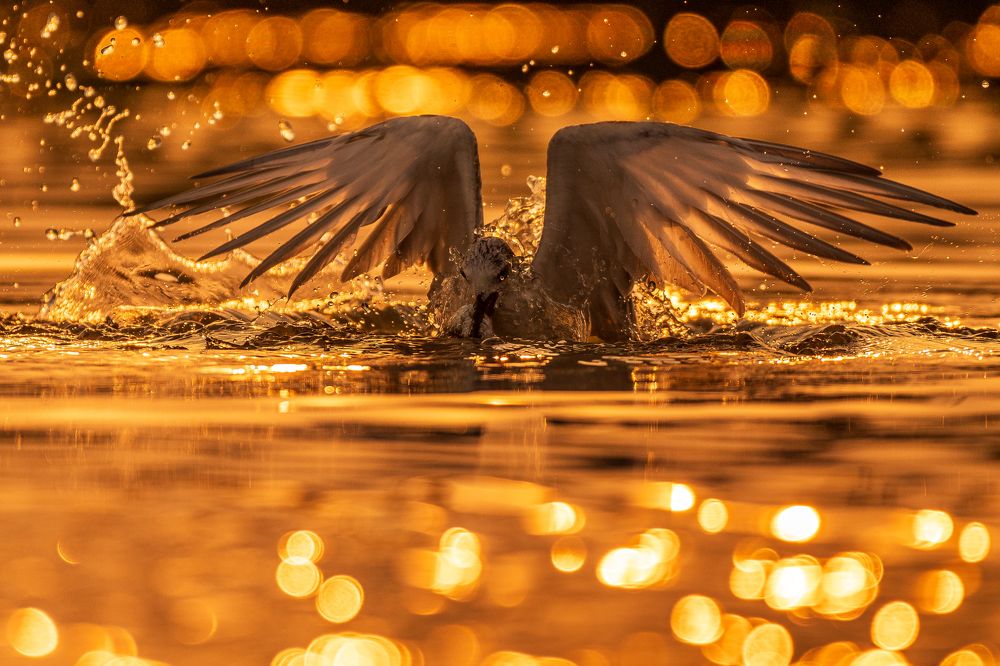 Photograph by Arnold Judson Samuel