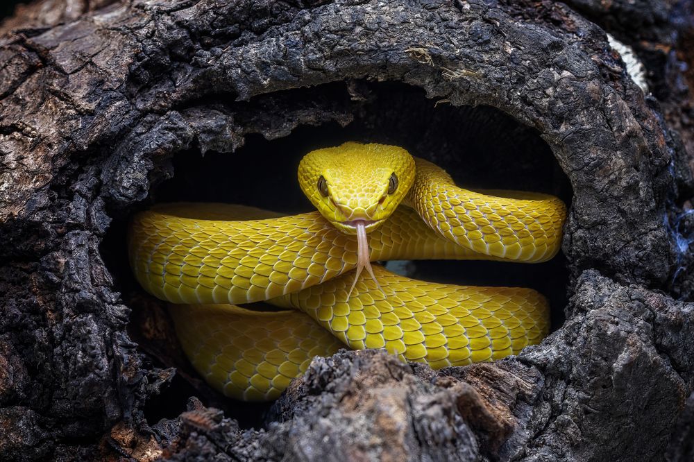 Photograph by Dzulfikri Dzulfikri