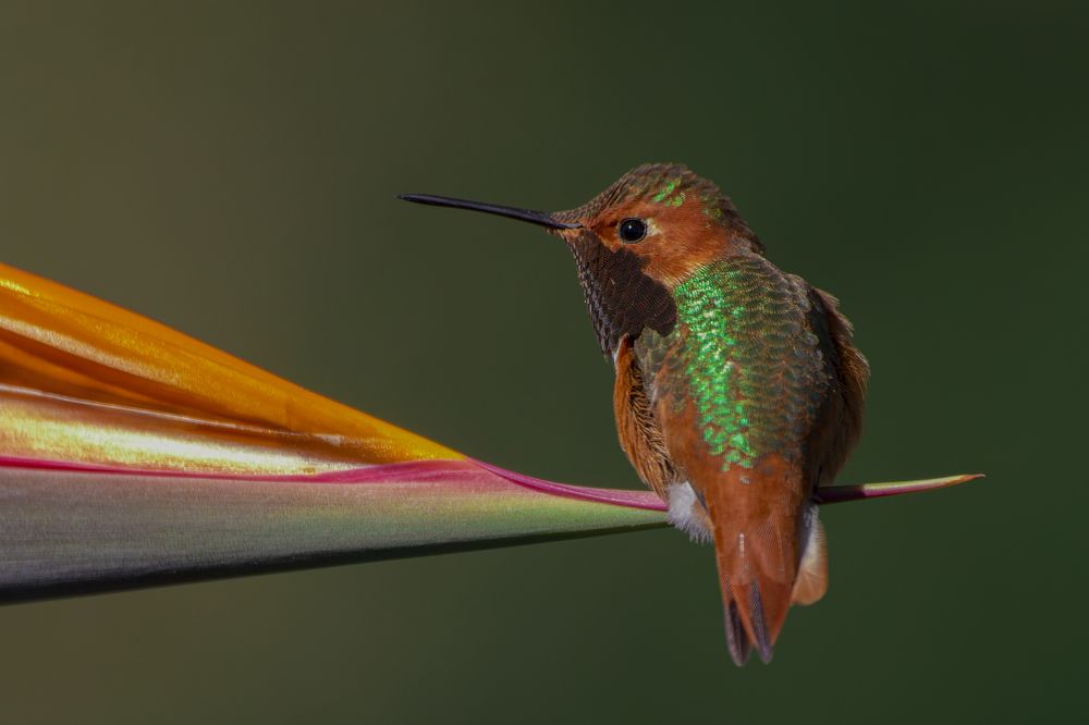 Photograph by Светлана Барабанщикова