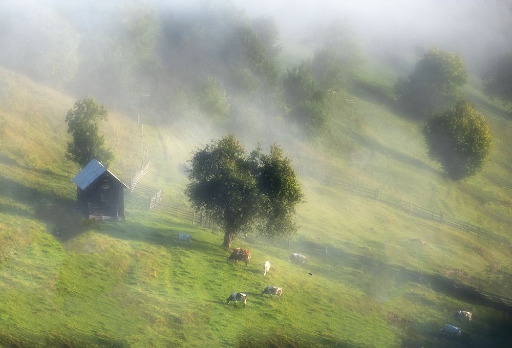 Фотография автора Popescu Cezar Gabriel