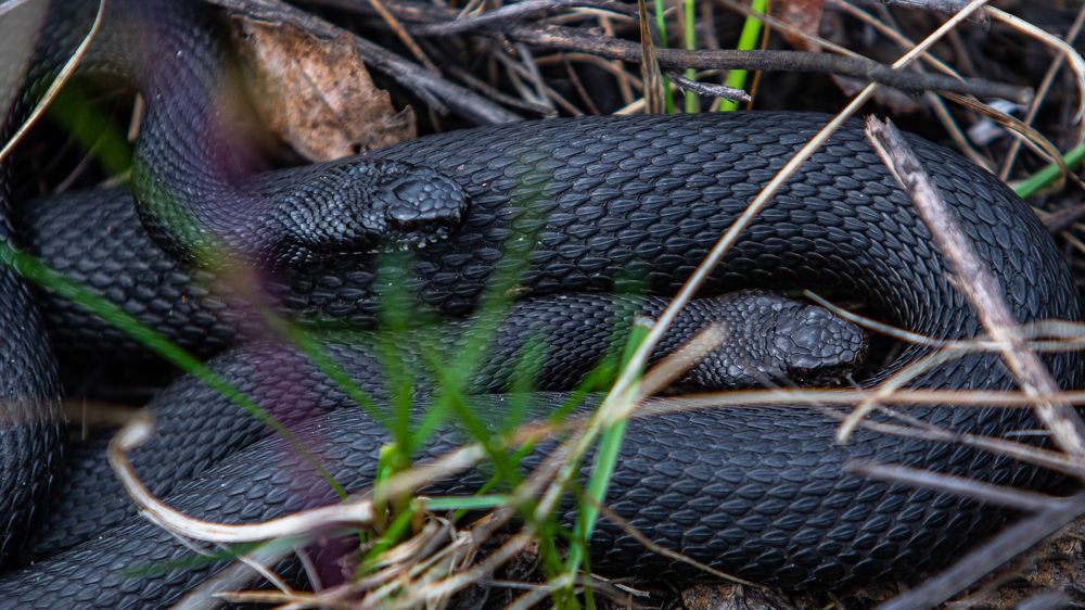 Photograph by Константин Ложеницын