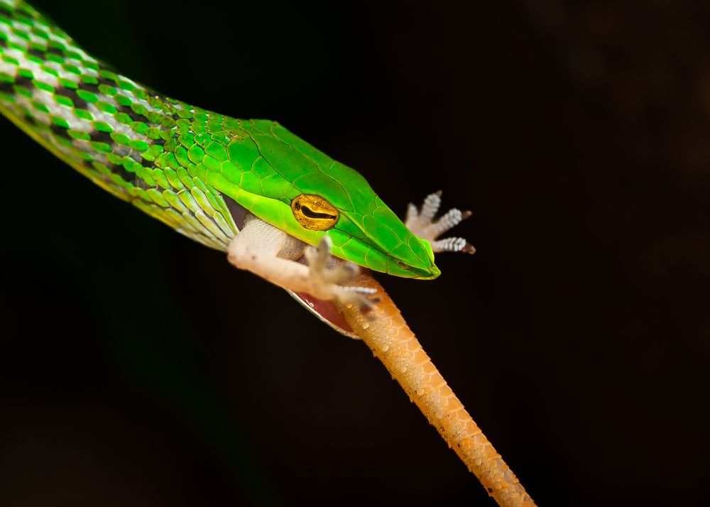 Green Vine Snake Strikes