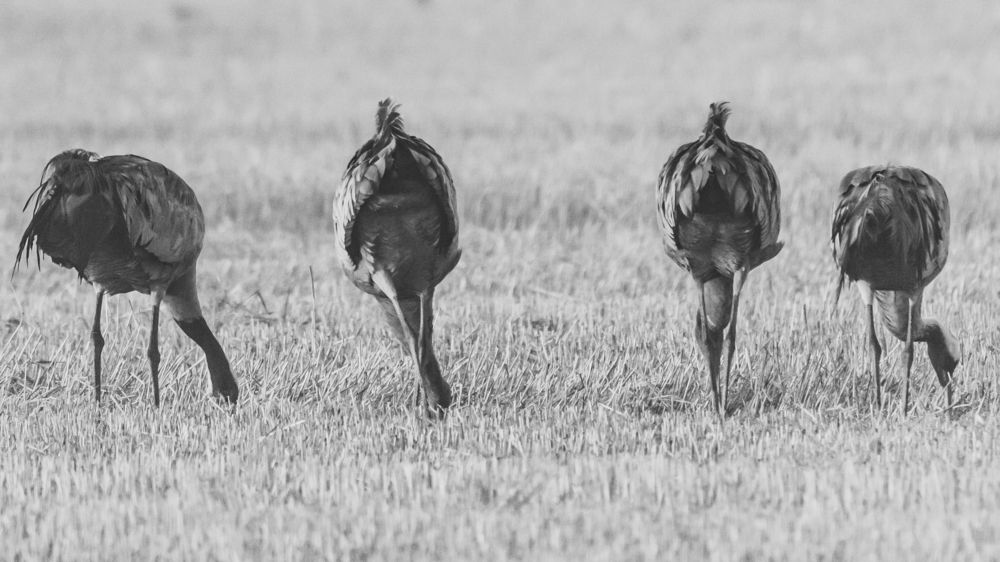 Фотография автора Katrin Lillenthal