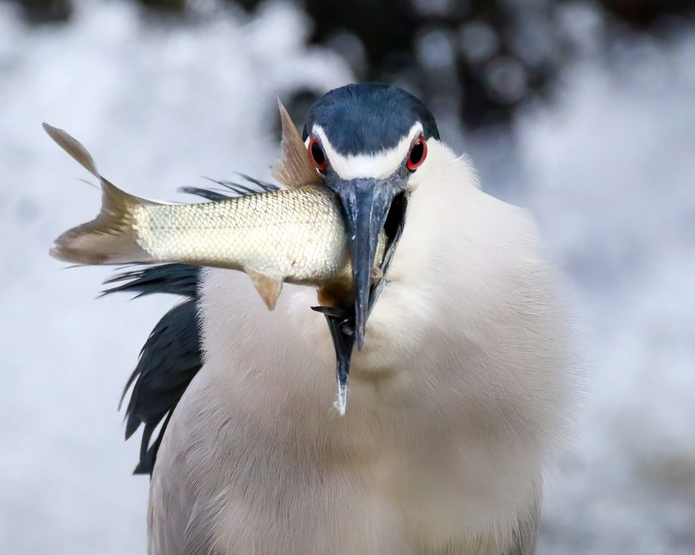 Photograph by HASSAN ROKNI