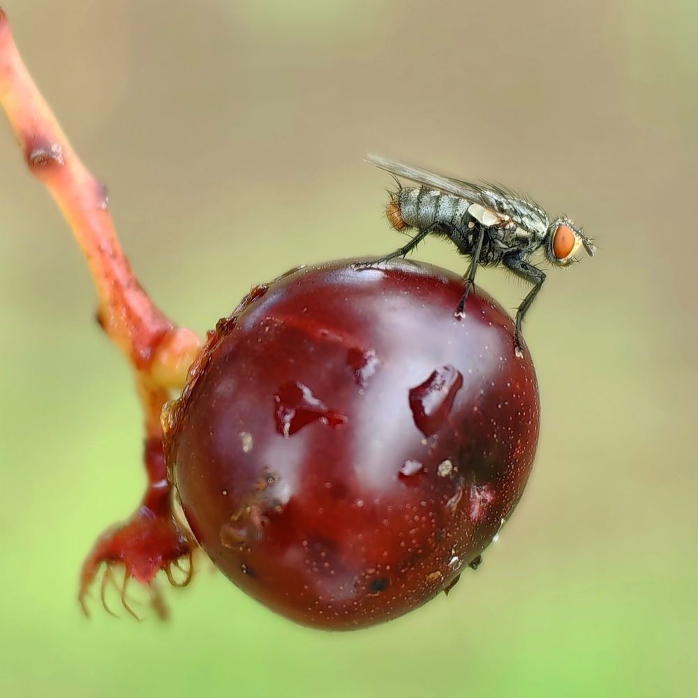 Fly and the Capulín after the rain.