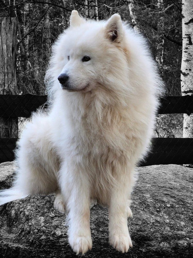 Photograph by Елена Ямнюк