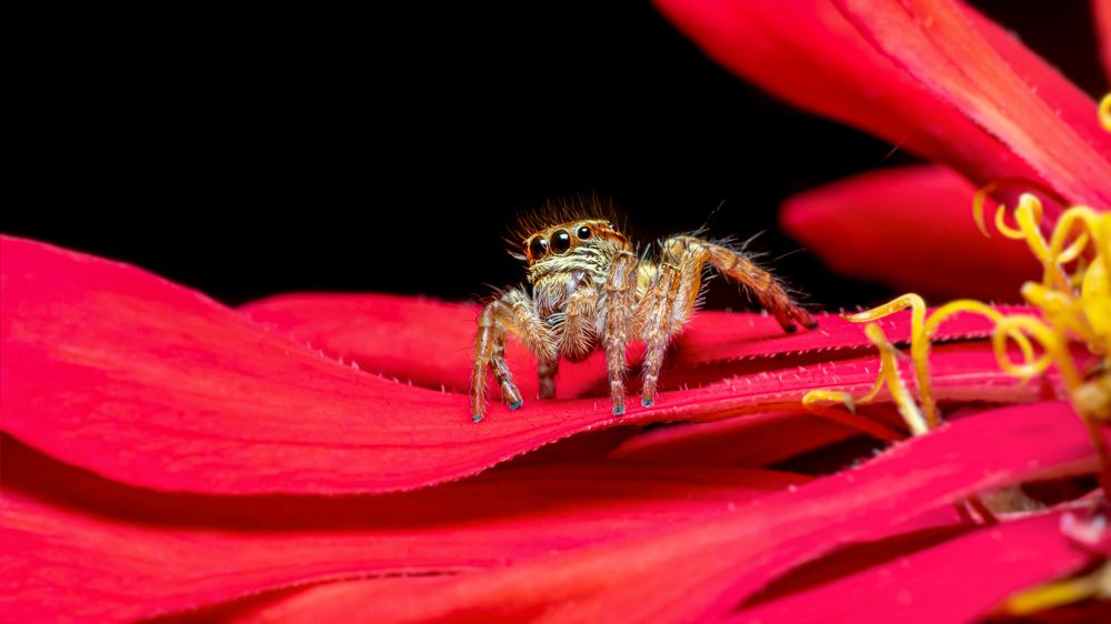 Фотография автора  Abhinand R V