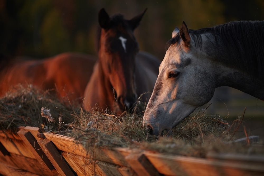 Photograph by Лариса Цепелева