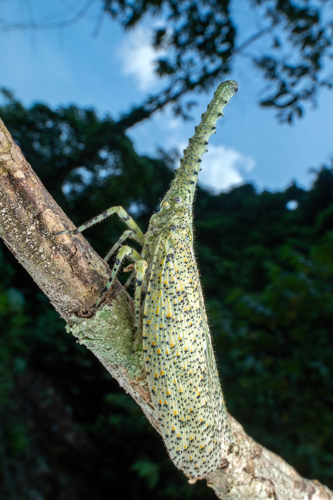 Crocodile head planthopper!