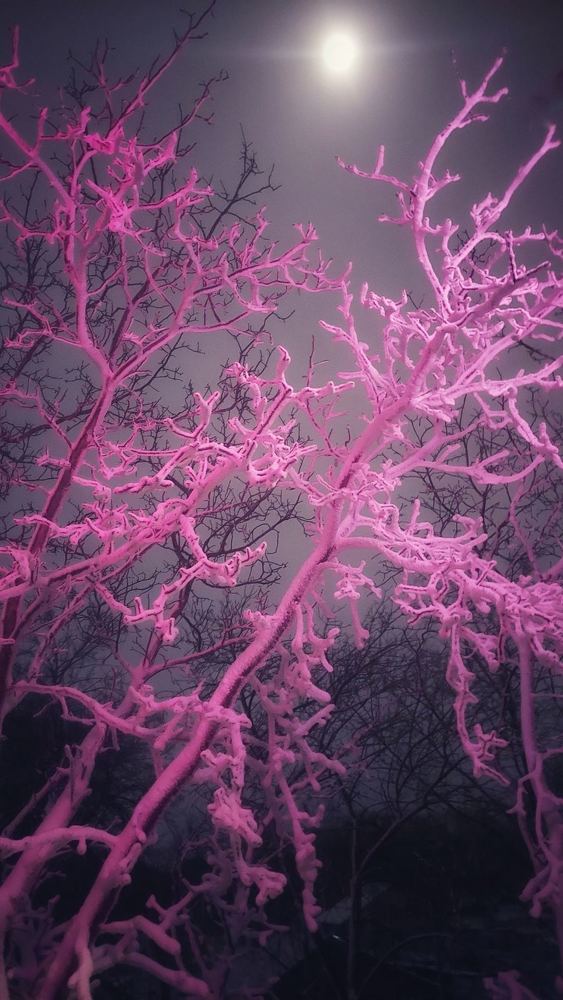 Photograph by Svitlana Usatenko