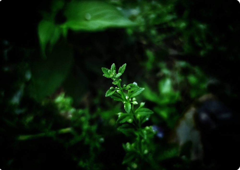 Photograph by Dolui Subrata