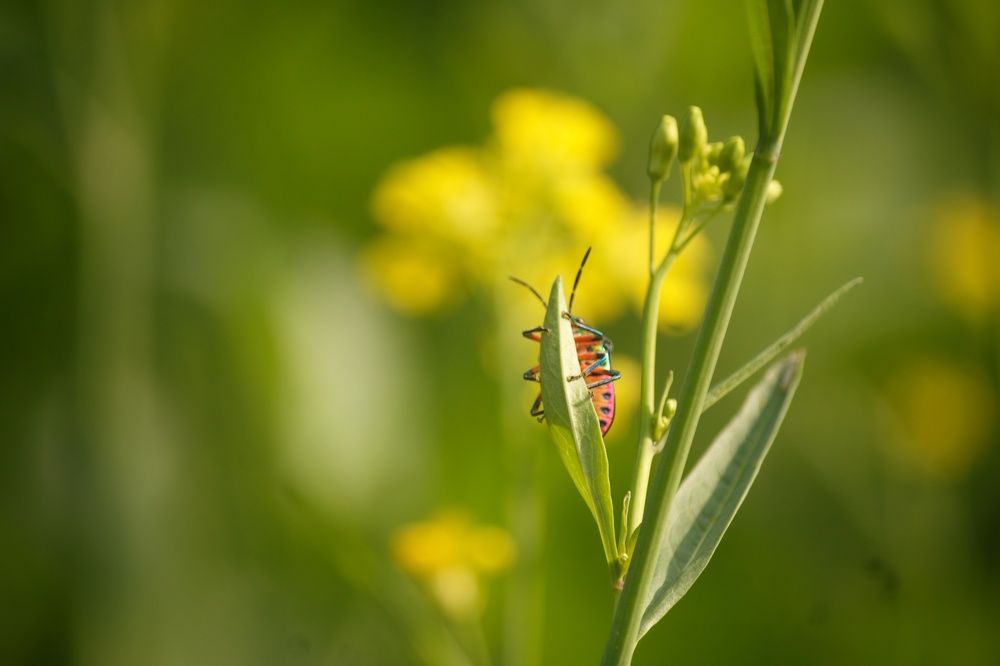 Photograph by Bihong Kollogov