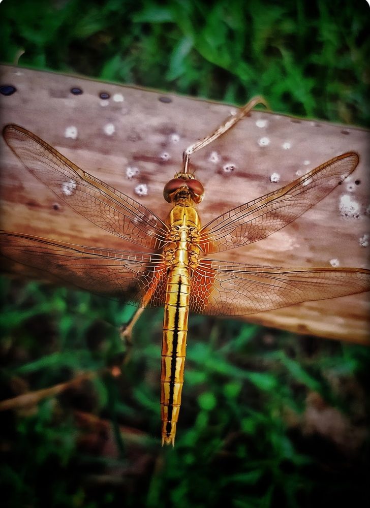 Photograph by Dolui Subrata