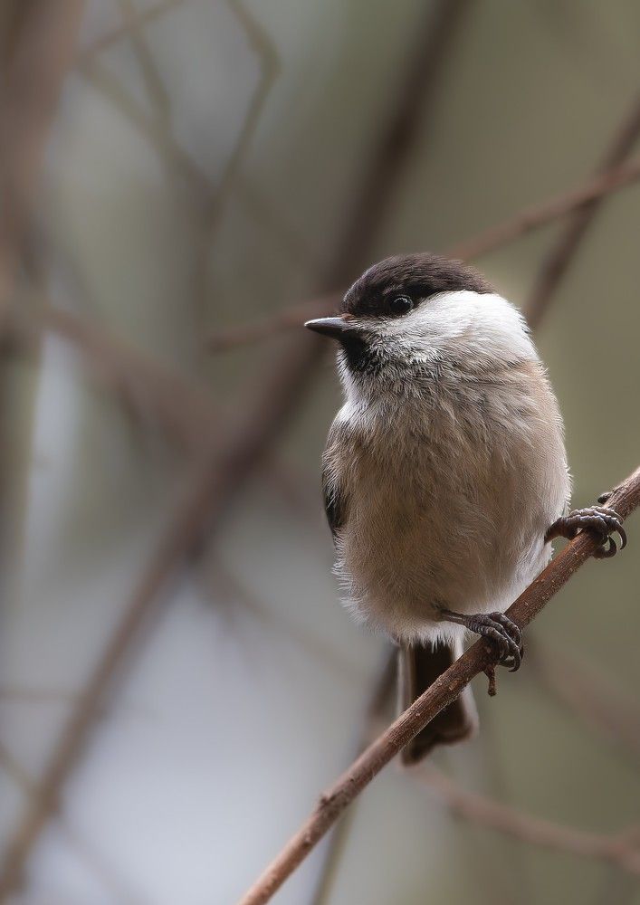 Photograph by Radu PURNAVEL