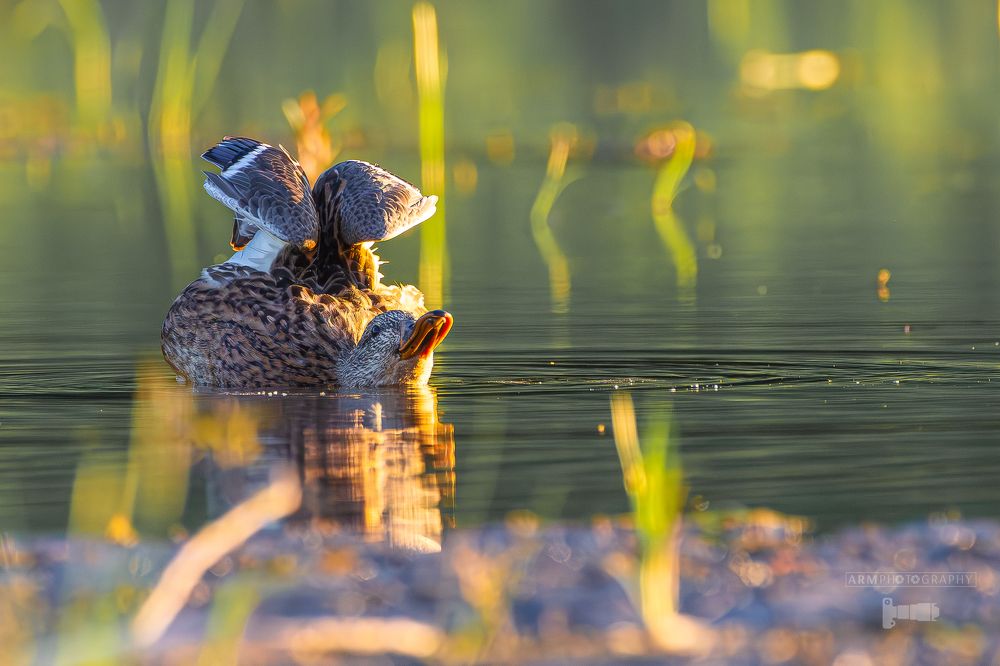 Photograph by Radu PURNAVEL