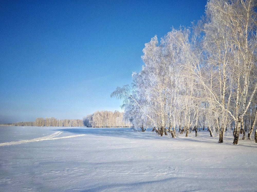 Сибирские берёзы.