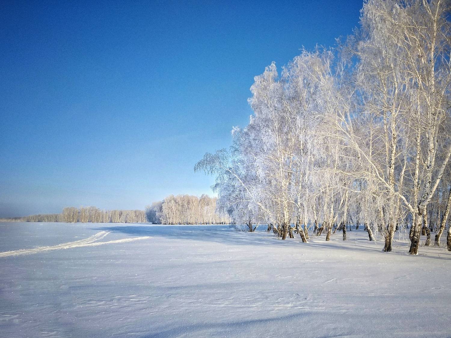 Сибирские берёзы.