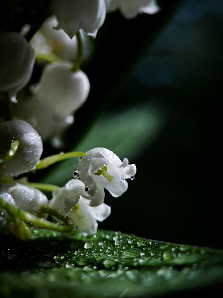 Photograph by Лора