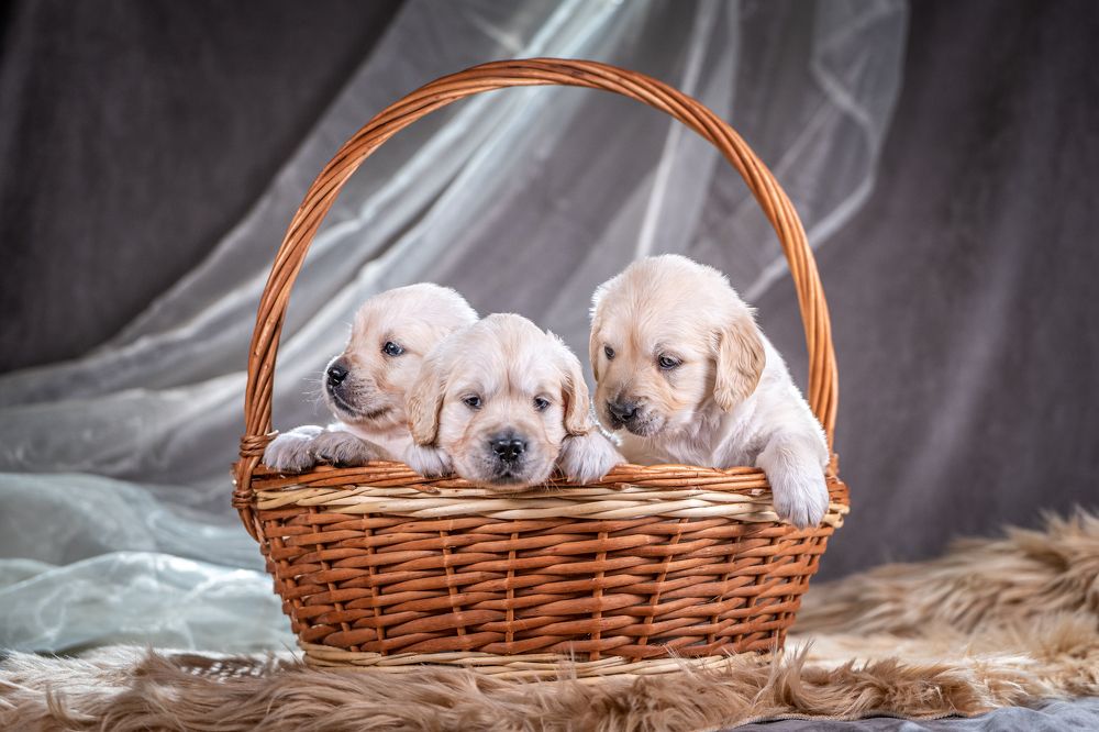 Photograph by Ольга Пачина