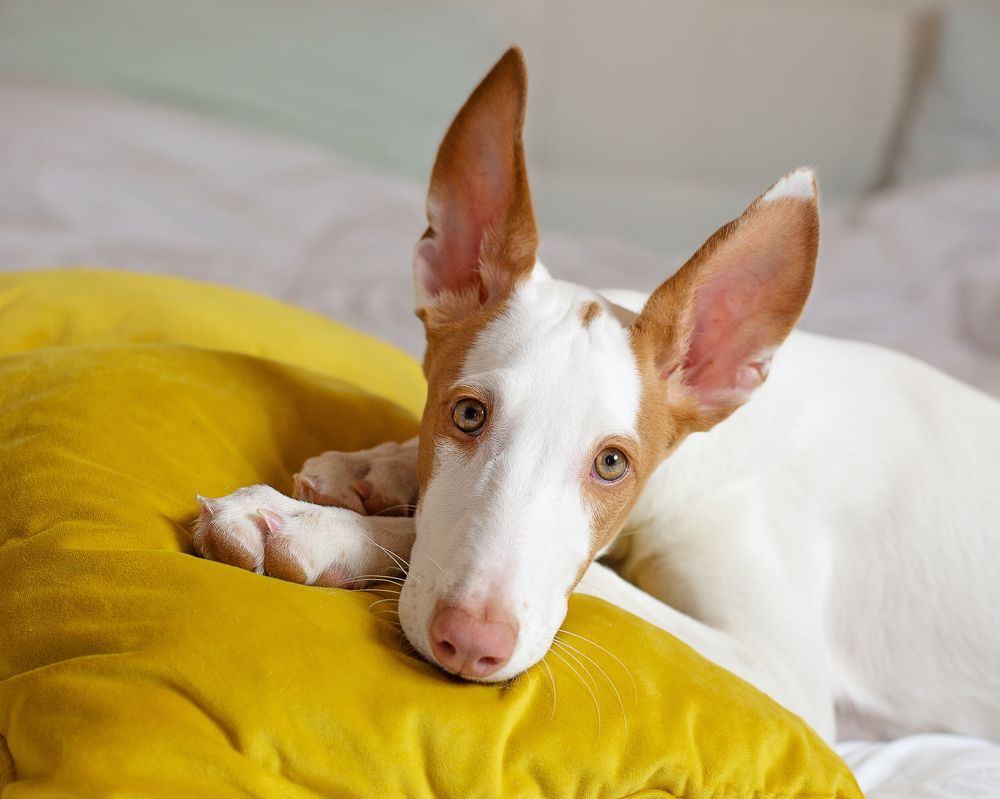 Photograph by Старикова Светлана