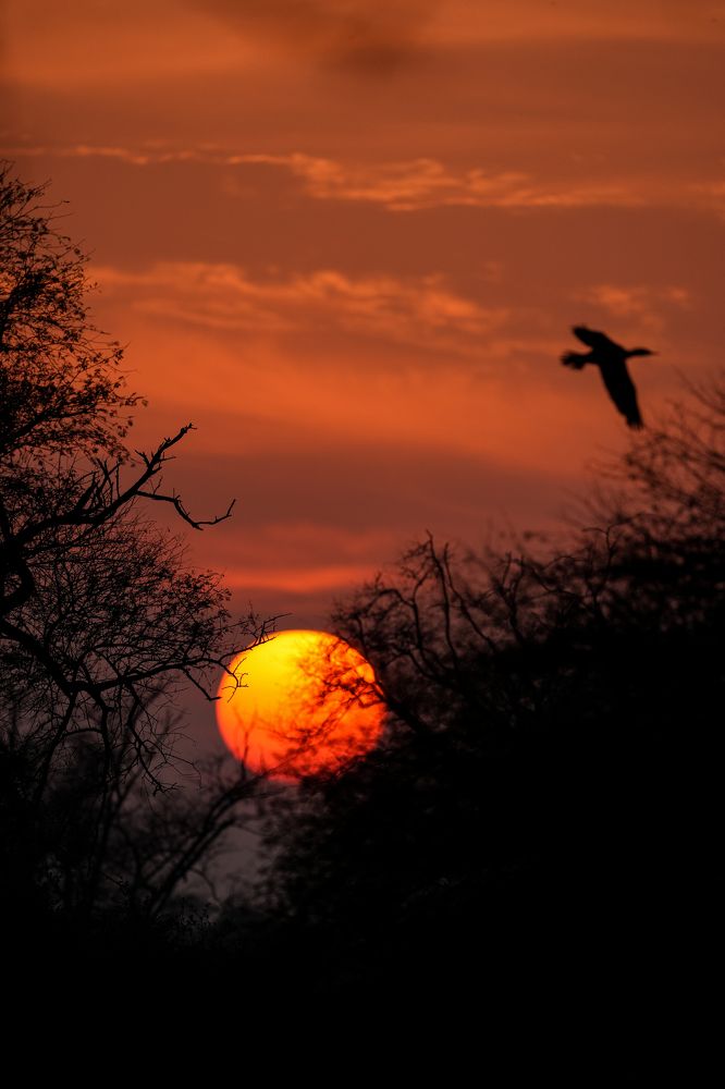 Beautiful sunset in Keoladeo sanctuary