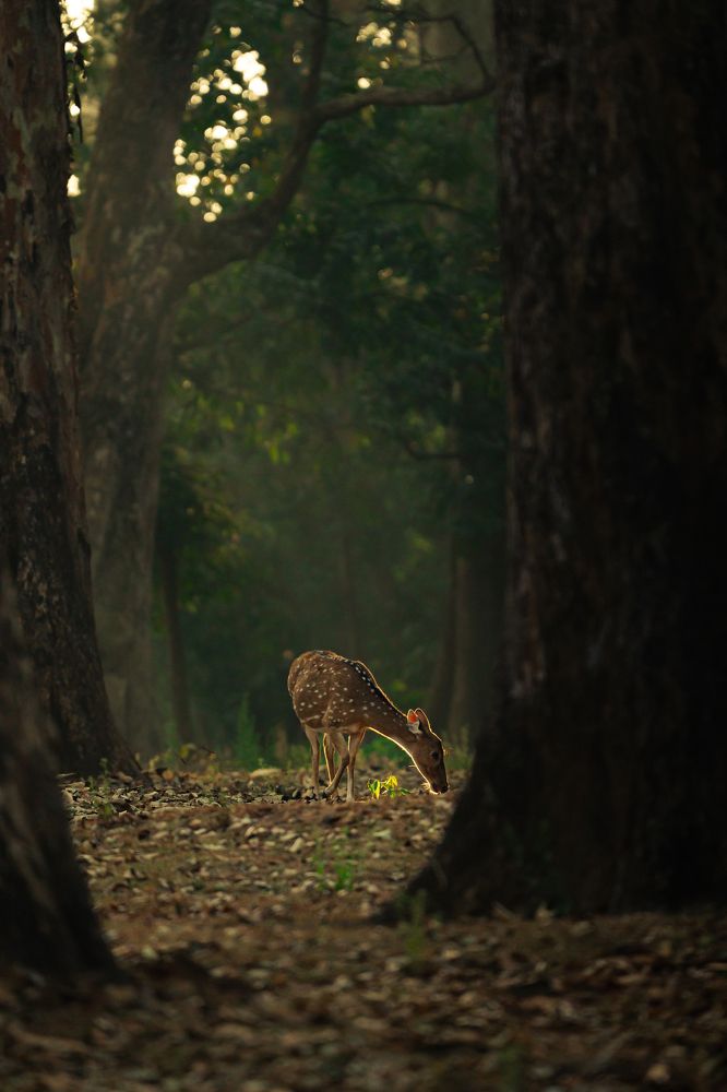 Spotted Deer in Morning Light.
