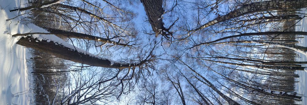 Вертикальная панорама парка в феврале