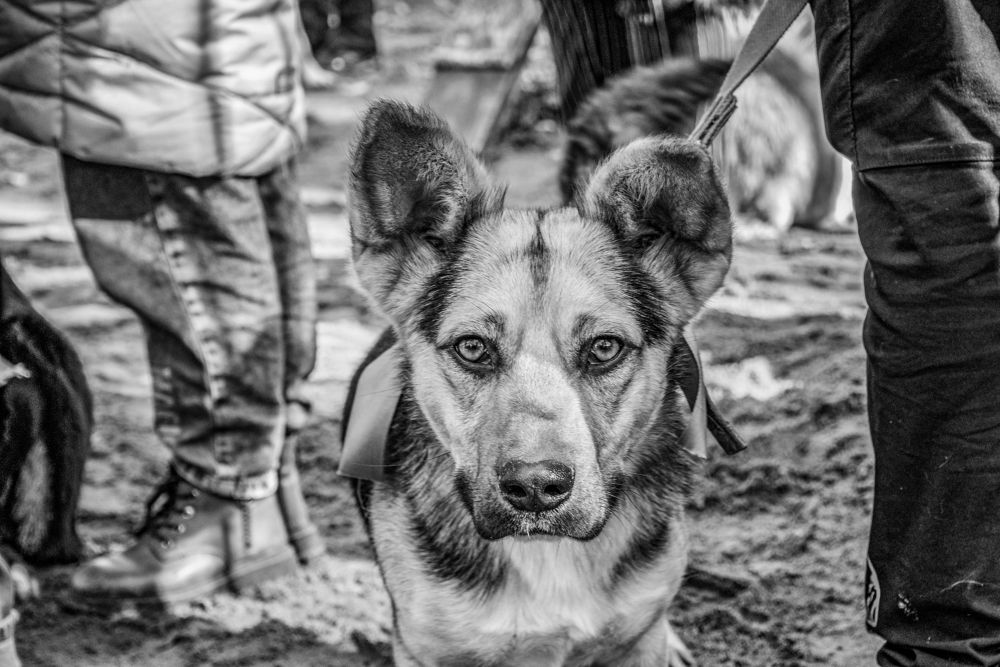 Photograph by Екатерина Шерабурко