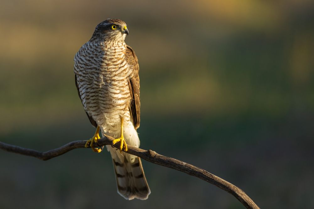 Photograph by Petar Bogdanov