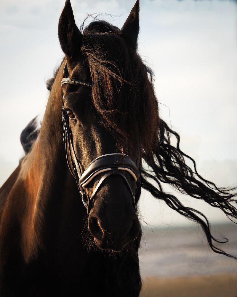 Photograph by Penny York