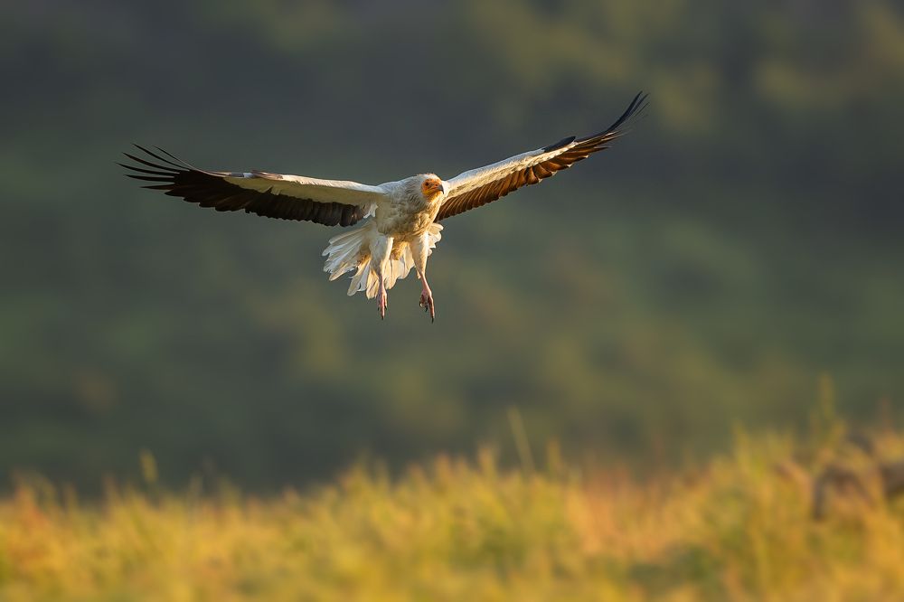 Photograph by Petar Bogdanov