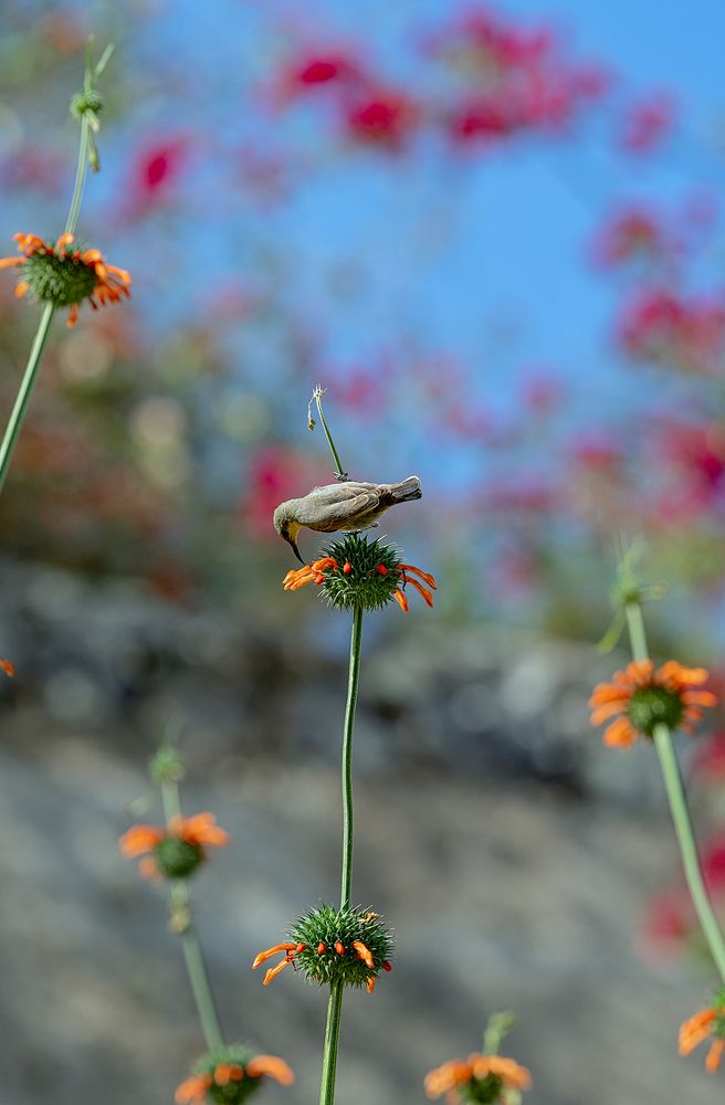 The cutest birds ever