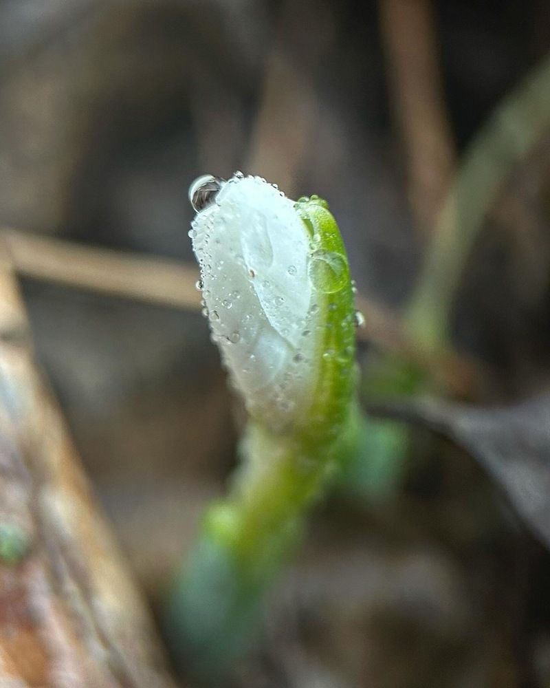 Февральское чудо