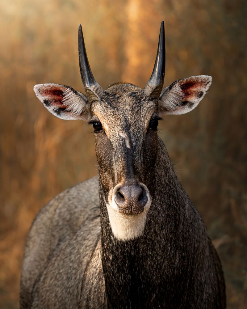Nilgai Male