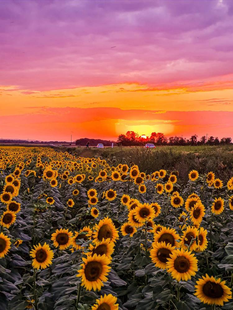 Закат в степях Ставрополья через объектив смартфона