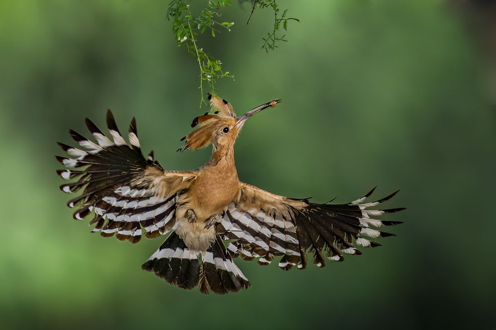 Flight of Nourishment: Capturing a Hoopoe's Parental Dedication