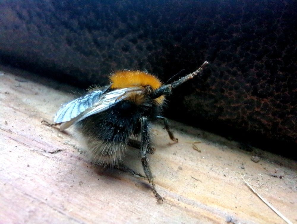 Шмель/Bumblebee