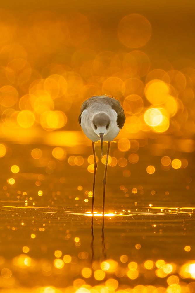 Golden Symphony: A Dreamy Ode to Nature's Elegance