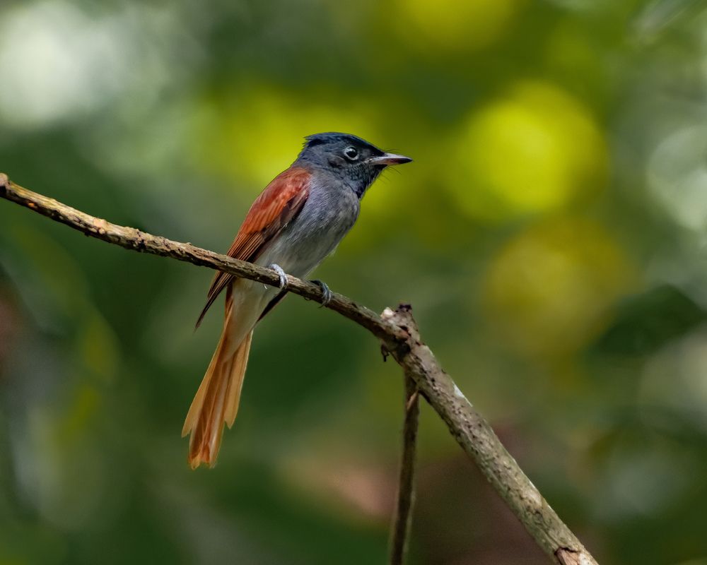 Фотография автора Yan Ze Ng