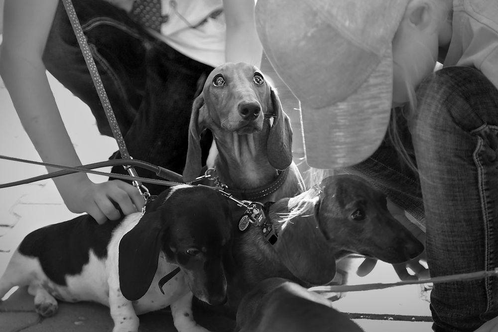 Глазами собаки / Through the eyes of a dog