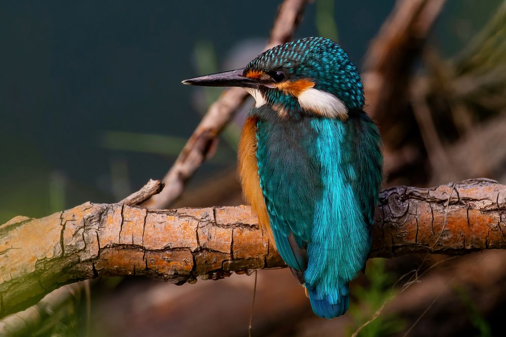 Photograph by Поляков Алексей